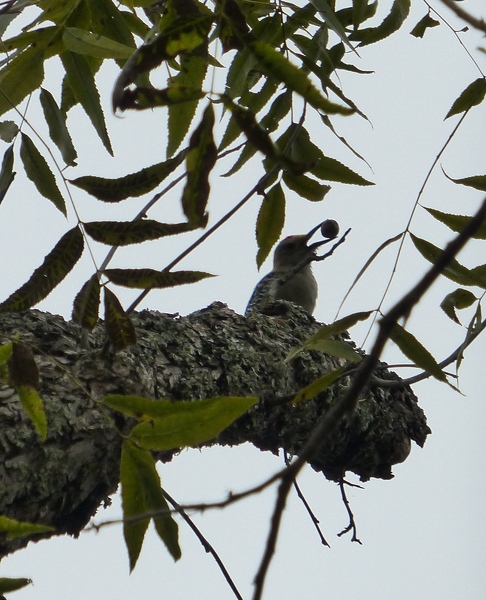 Golden-fronted Woodpecker with berry